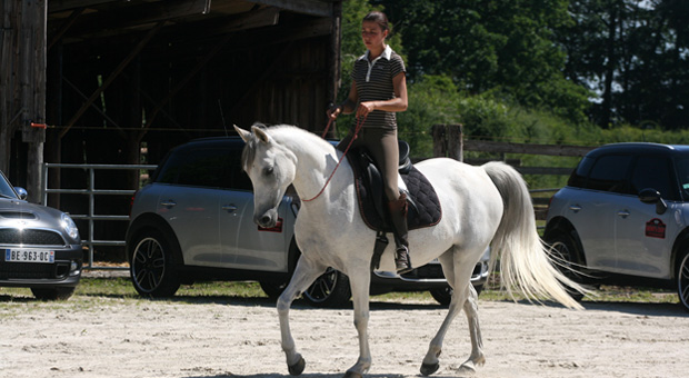 prestation evenementiel démonstrations équitation éthologique