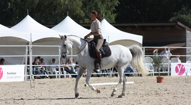 prestation evenementiel démonstrations équitation éthologique