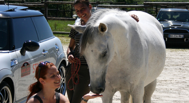 prestation evenementiel démonstrations équitation éthologique