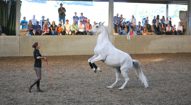 prestation evenementiel démonstrations équitation éthologique