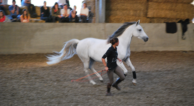 prestation evenementiel démonstrations équitation éthologique