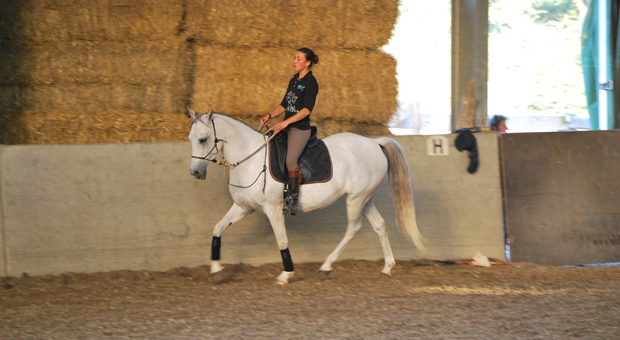 prestation evenementiel démonstrations équitation éthologique